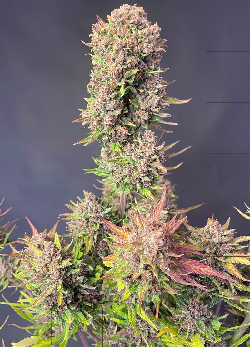 Lemon Cherry Cookies Auto, Фасовка: 5, изображение 17